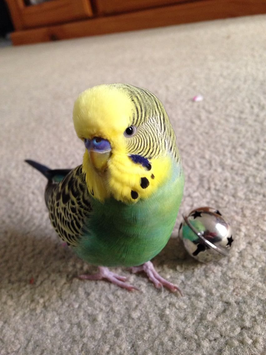 Гибрид попугая и курицы