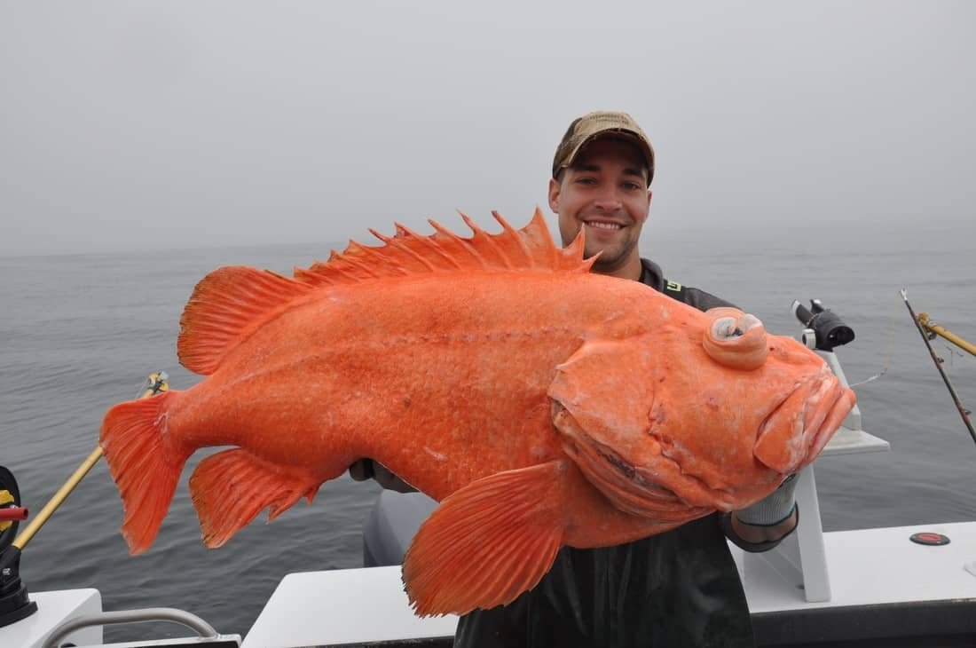 Белопятнистый Групер