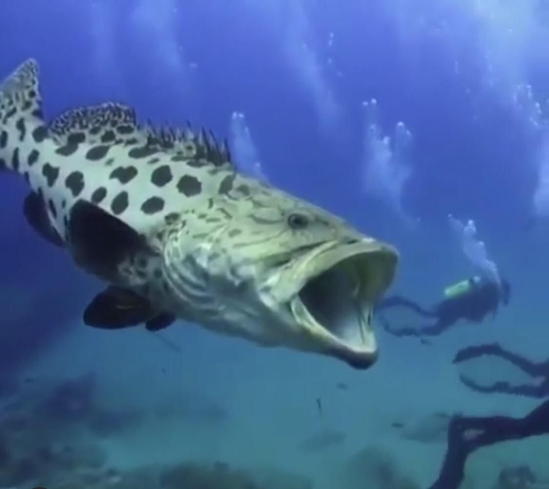 Атлантический гигантский Групер