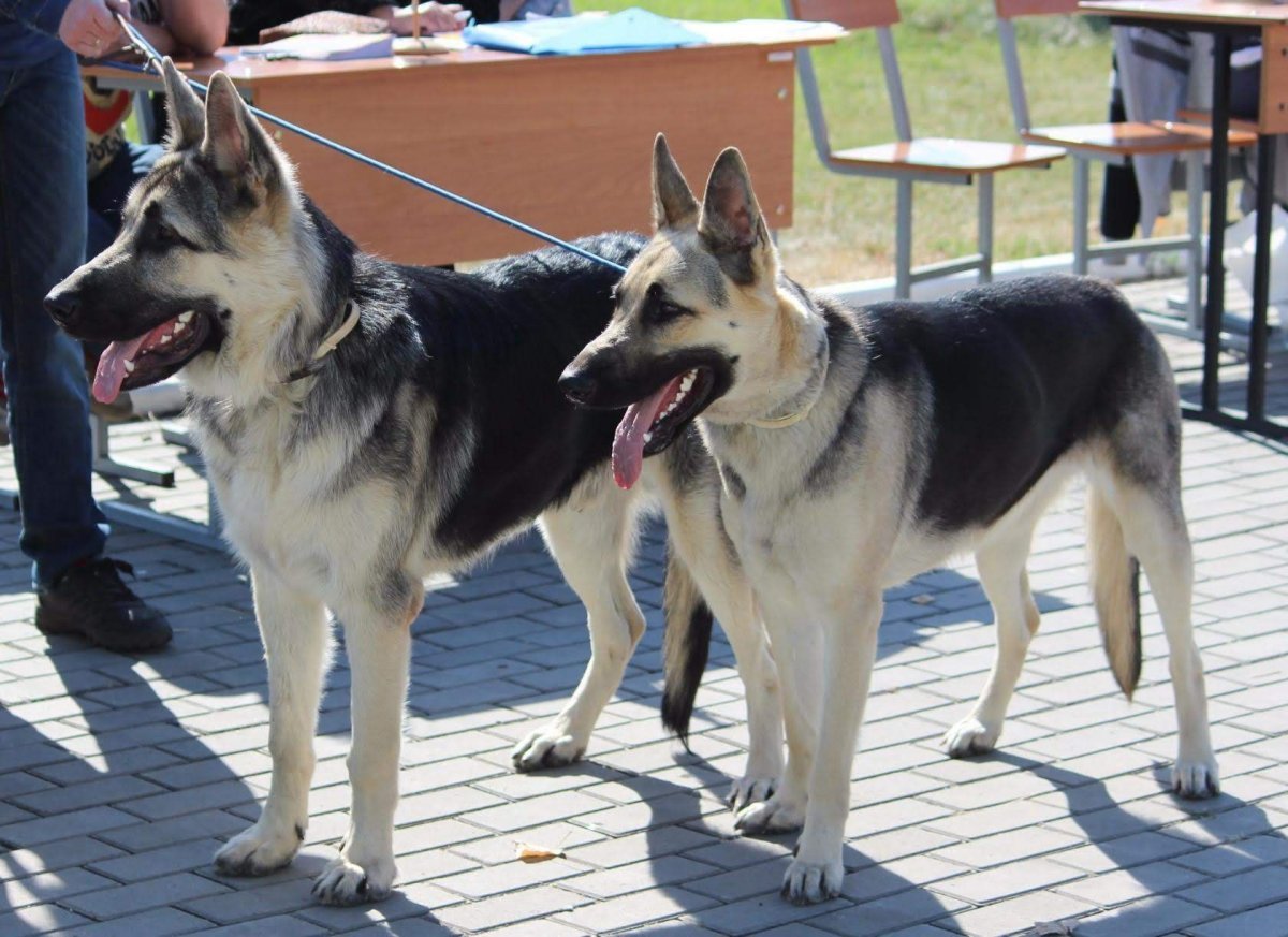 ВЕО чепрачного окраса