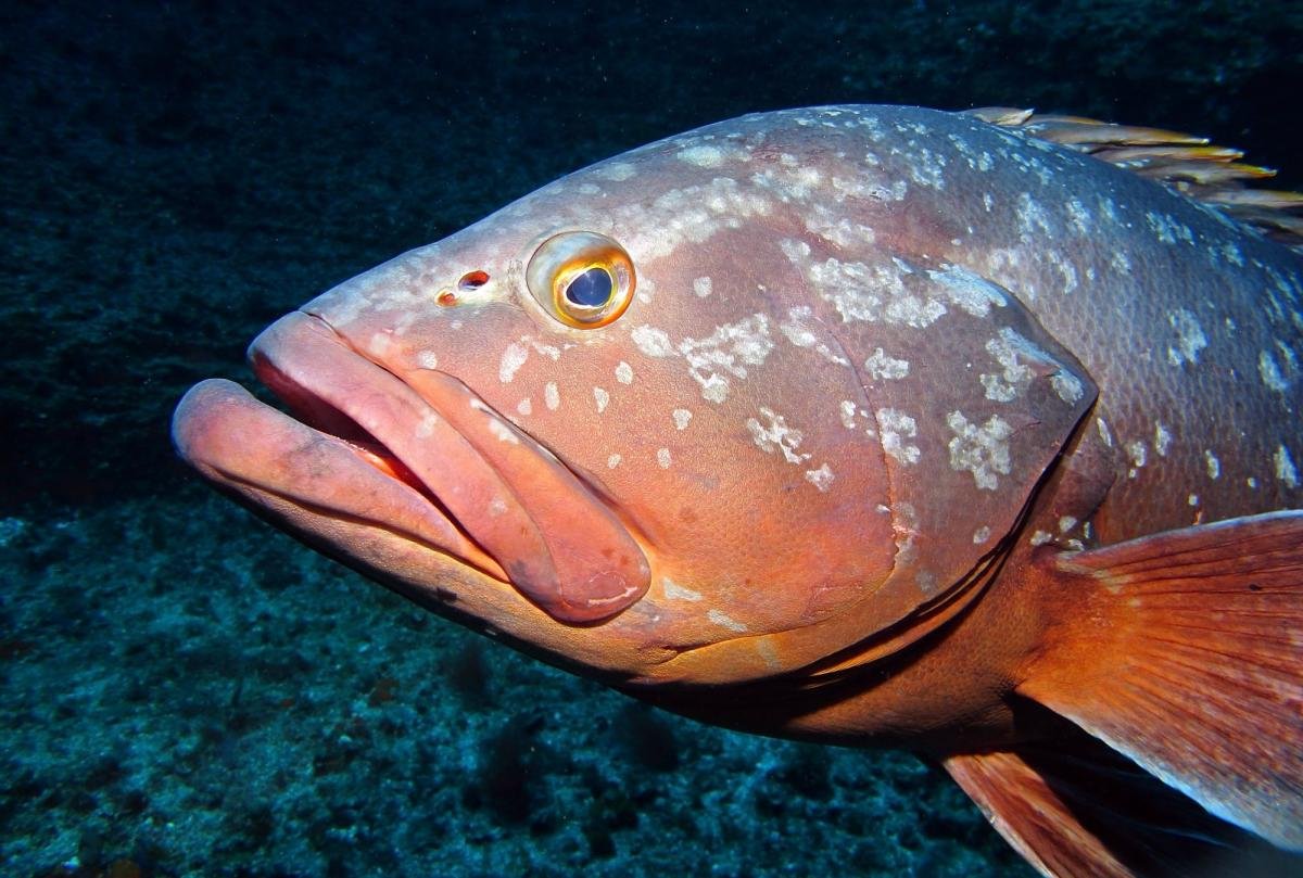 Каменный окунь Групер