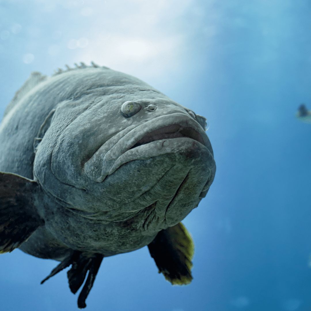 Пагра на белом фоне