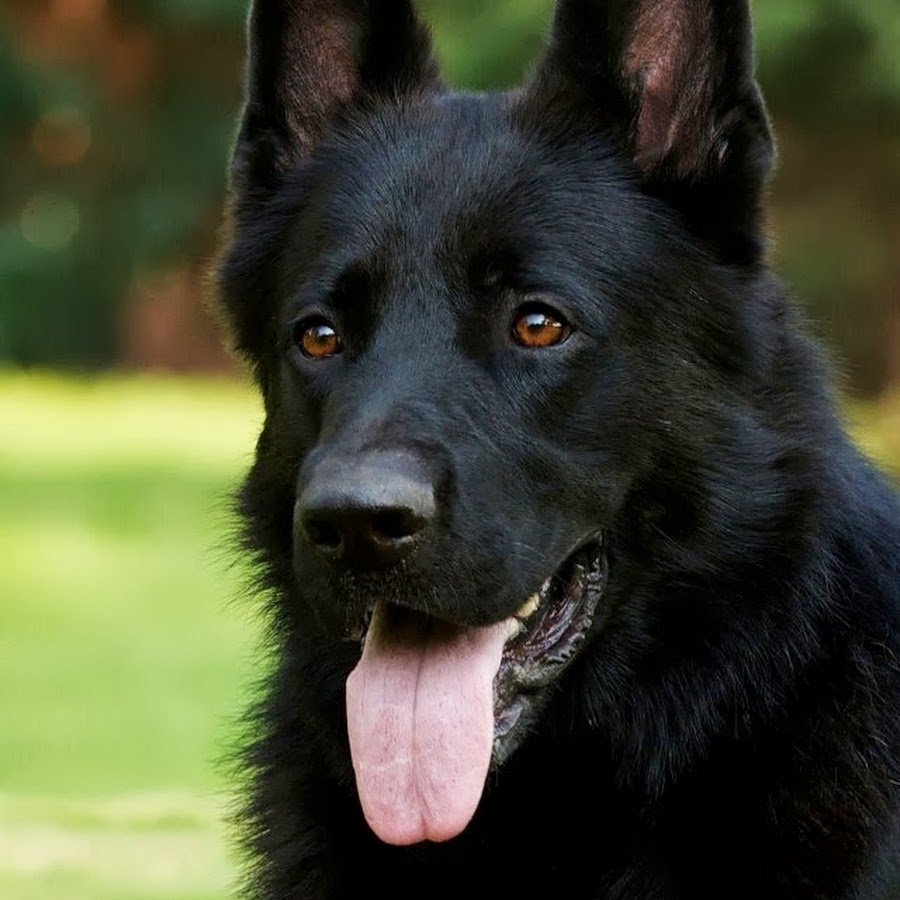 Немецкая овчарка черная мальчик