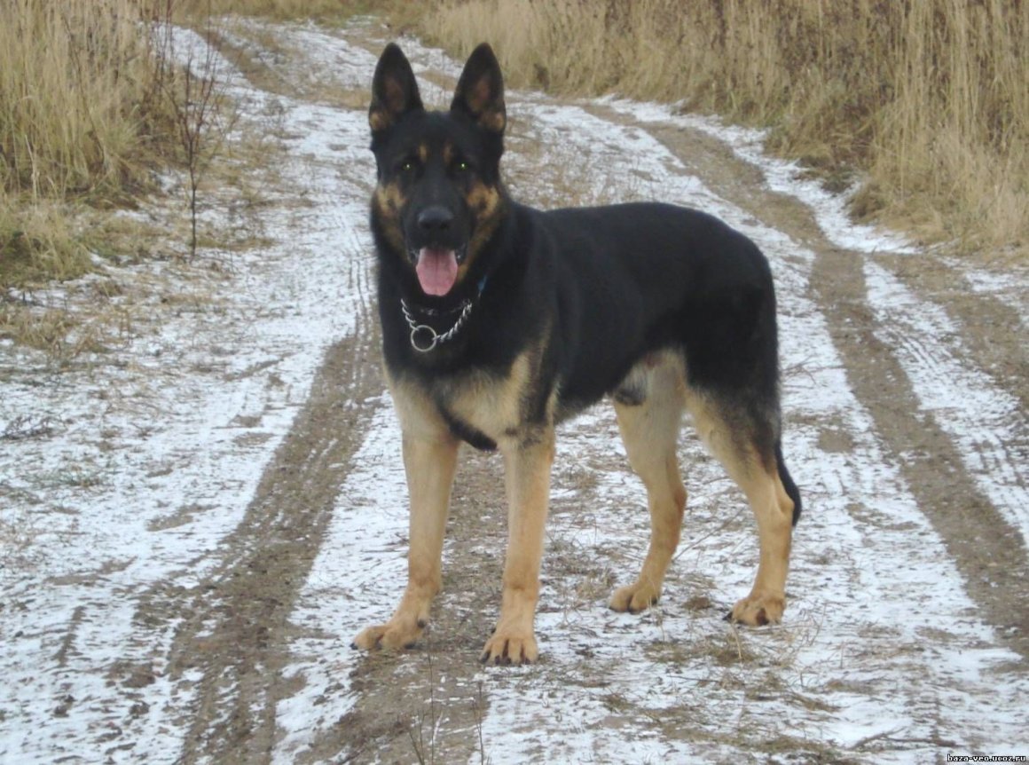 Восточно-европейская овчарка