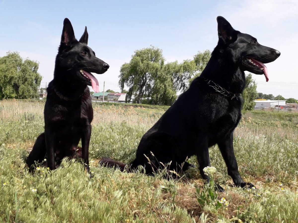 Восточноевропейская овчарка черного окраса