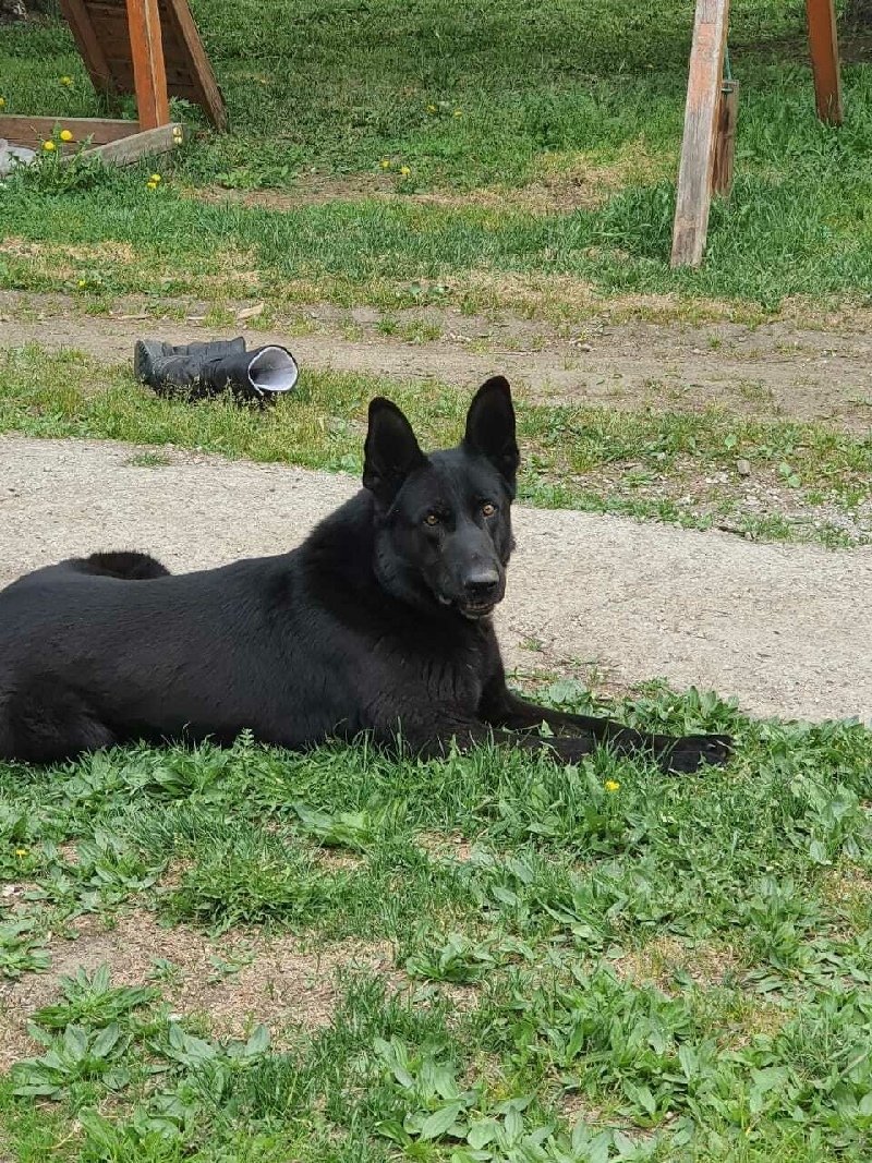 Чёрная овчарка с чёрной кошкой