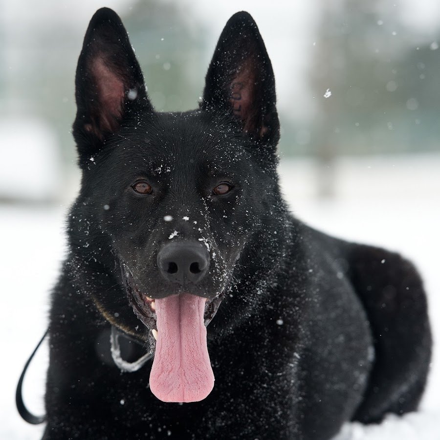 Две черные собаки