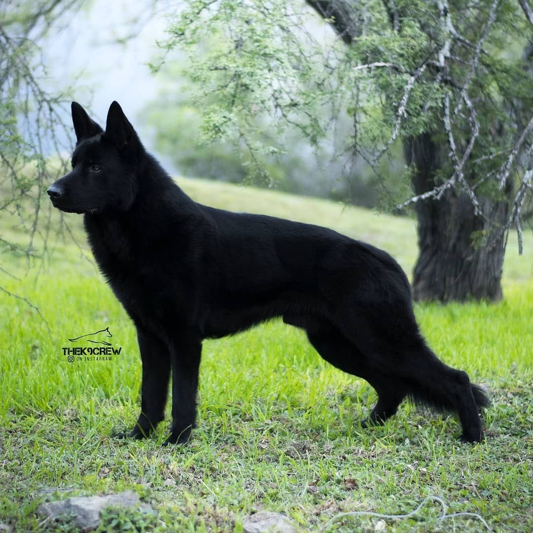 Восточноевропейская овчарка черная