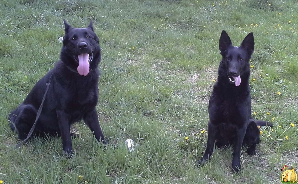 Восточноевропейская овчарка черного окраса