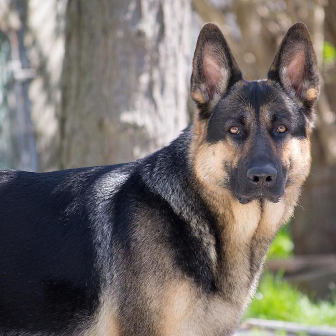 Восточно-европейская овчарка экстерьер черная