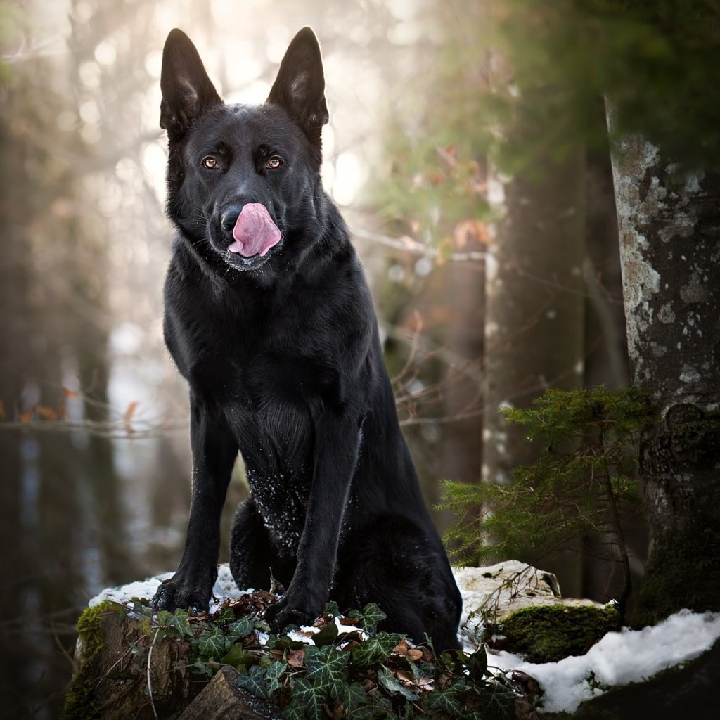 Бельгийская овчарка малинуа черная