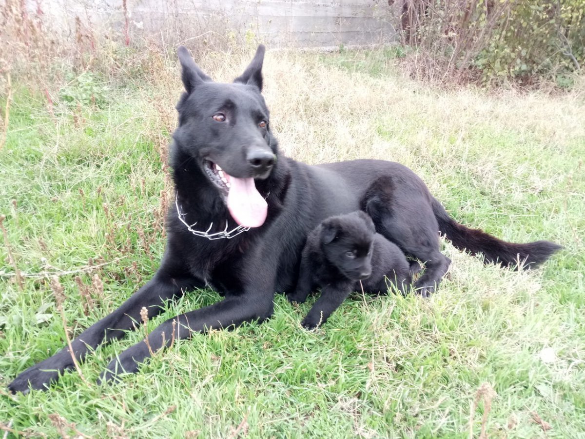 Овчарка ВЕО черная