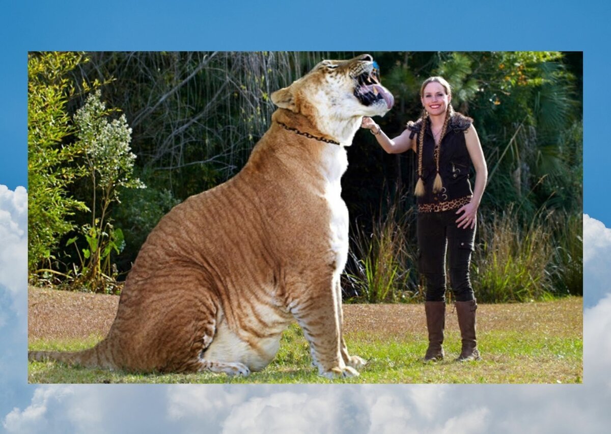 Самый крупный тигр в мире