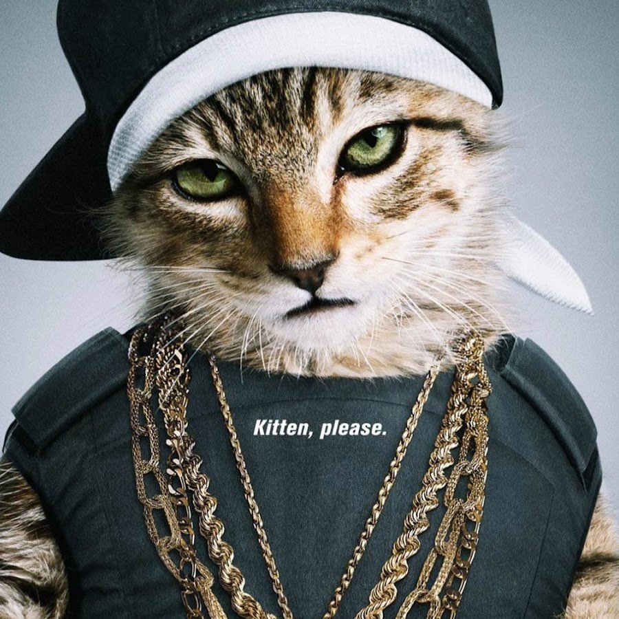 Кот гангстер