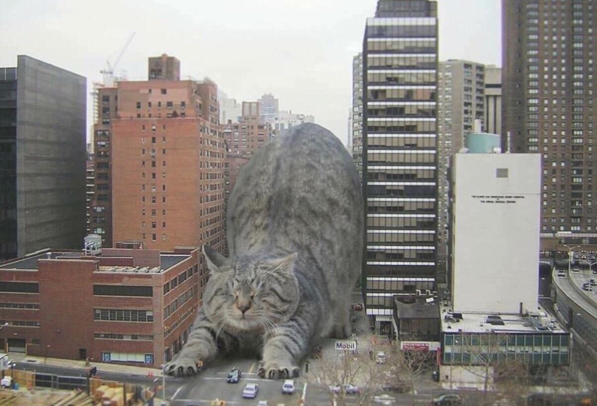 Каракал big floppy