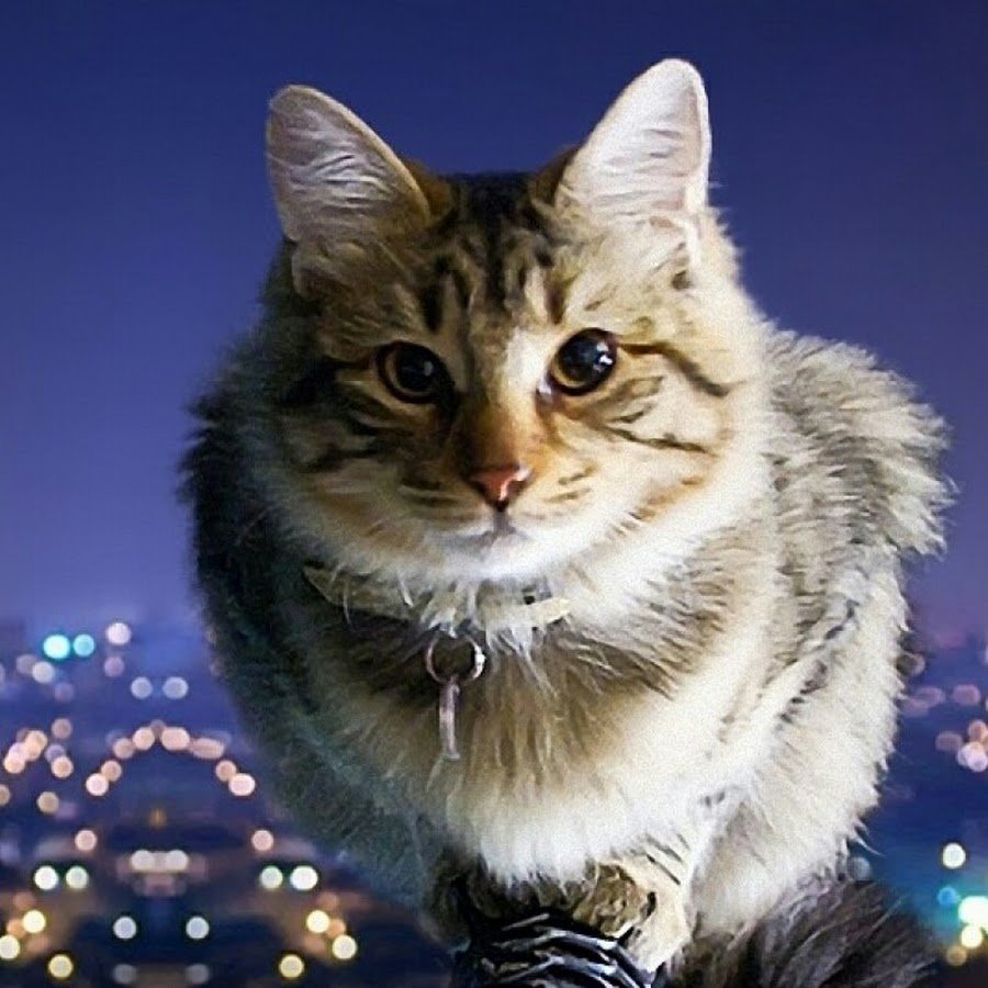 Кот на перилах