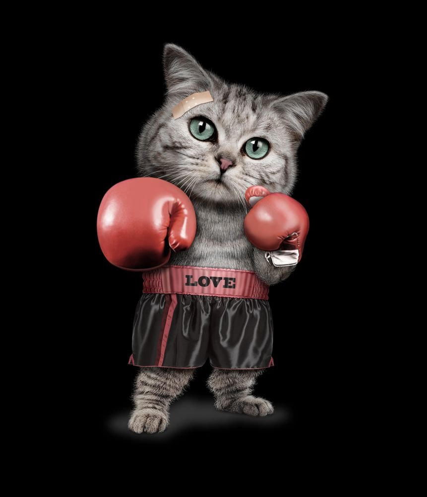 Животные в боксерских перчатках