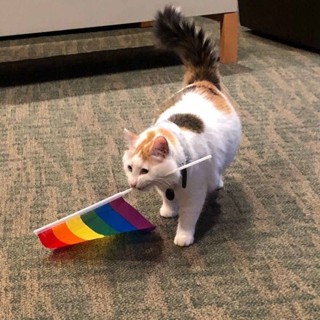 Кот с радужным флагом в зубах