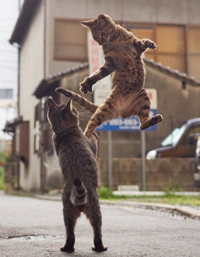 Кот каратист