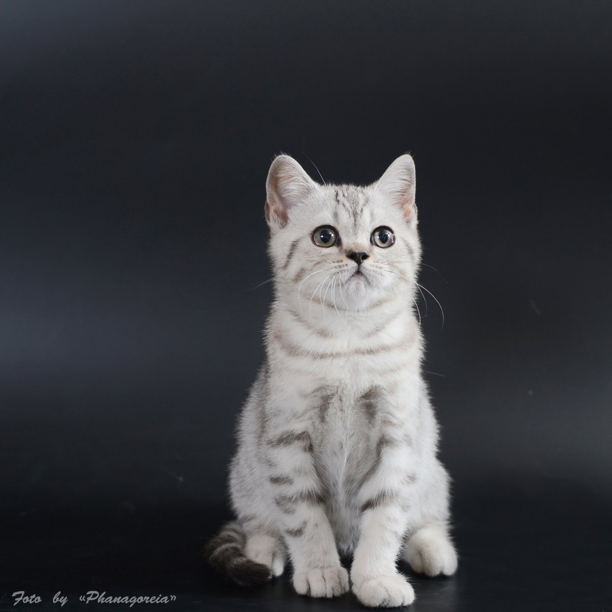 Шотландский страйт котенок