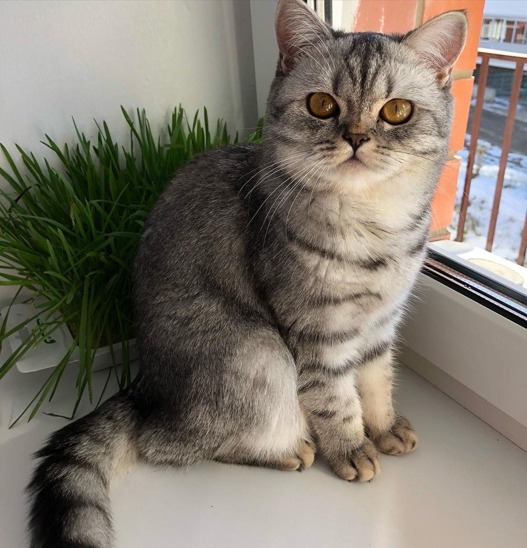 Шотландская скоттиш страйт мраморный окрас