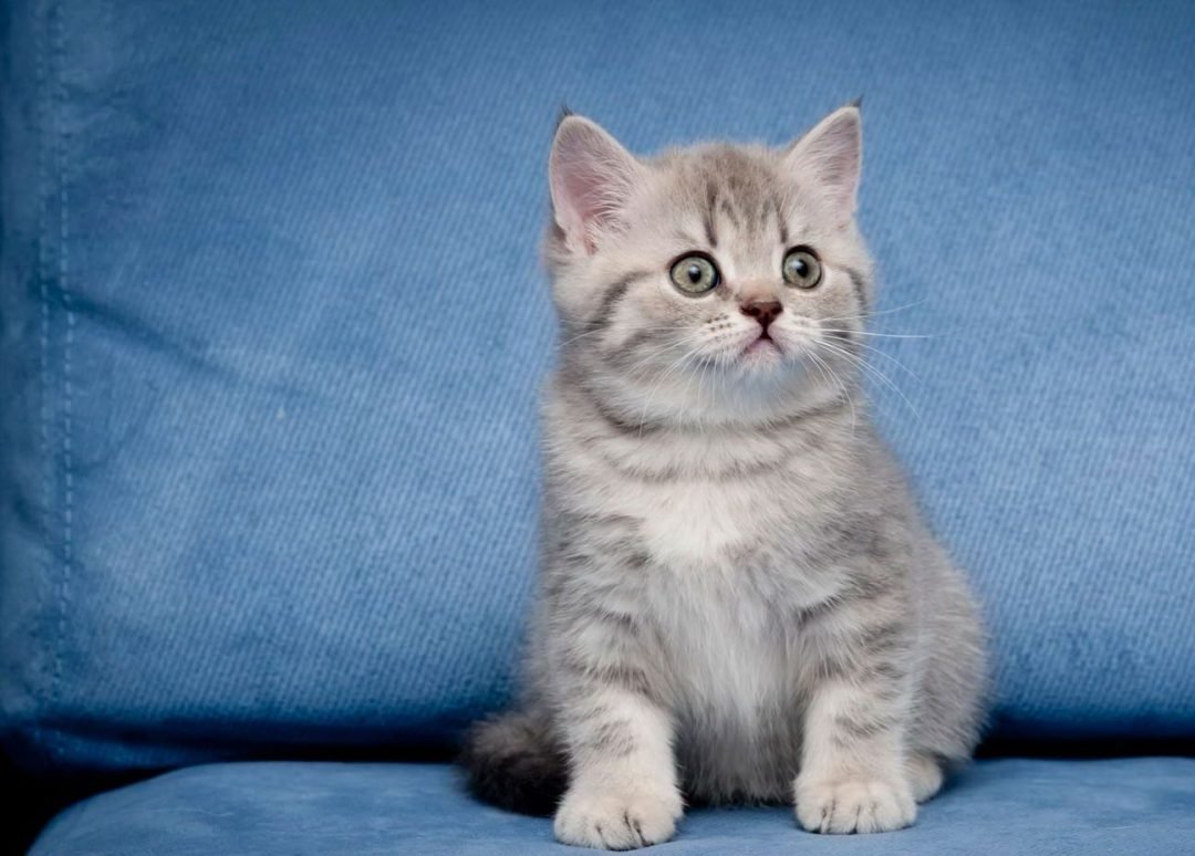 Шотландская кошка страйт