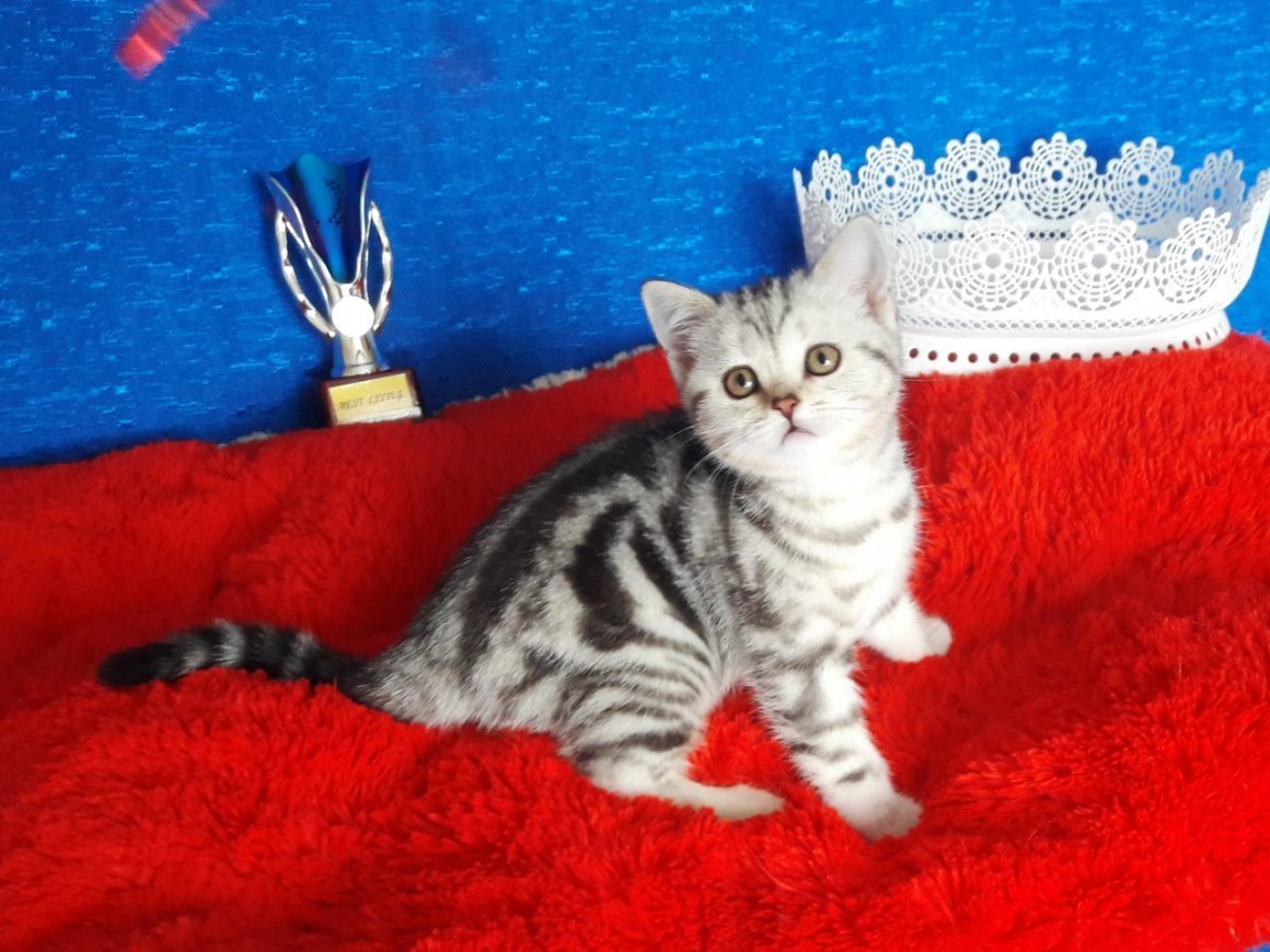 Скоттиш страйт полосатый