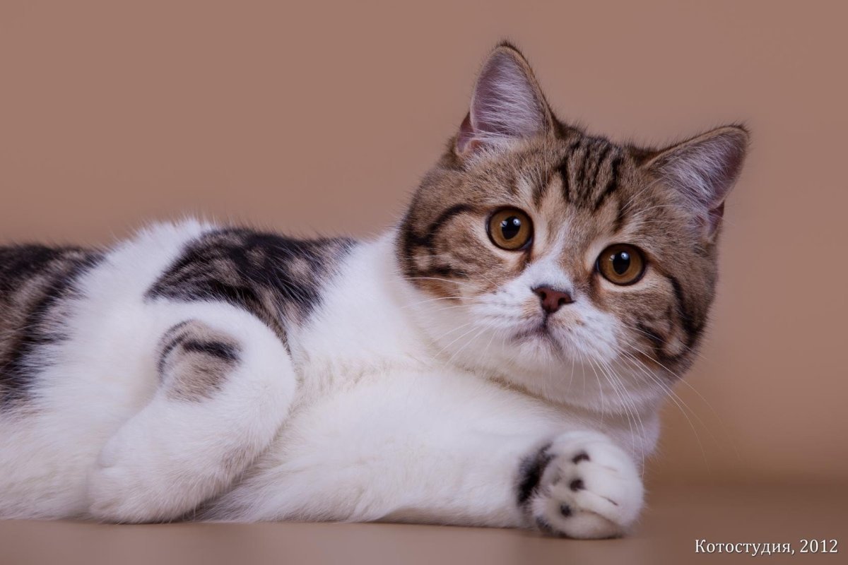 Шотландская страйт биколор