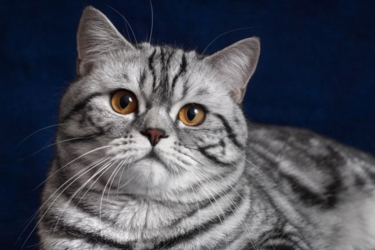 Шотландский скоттиш страйт мраморный