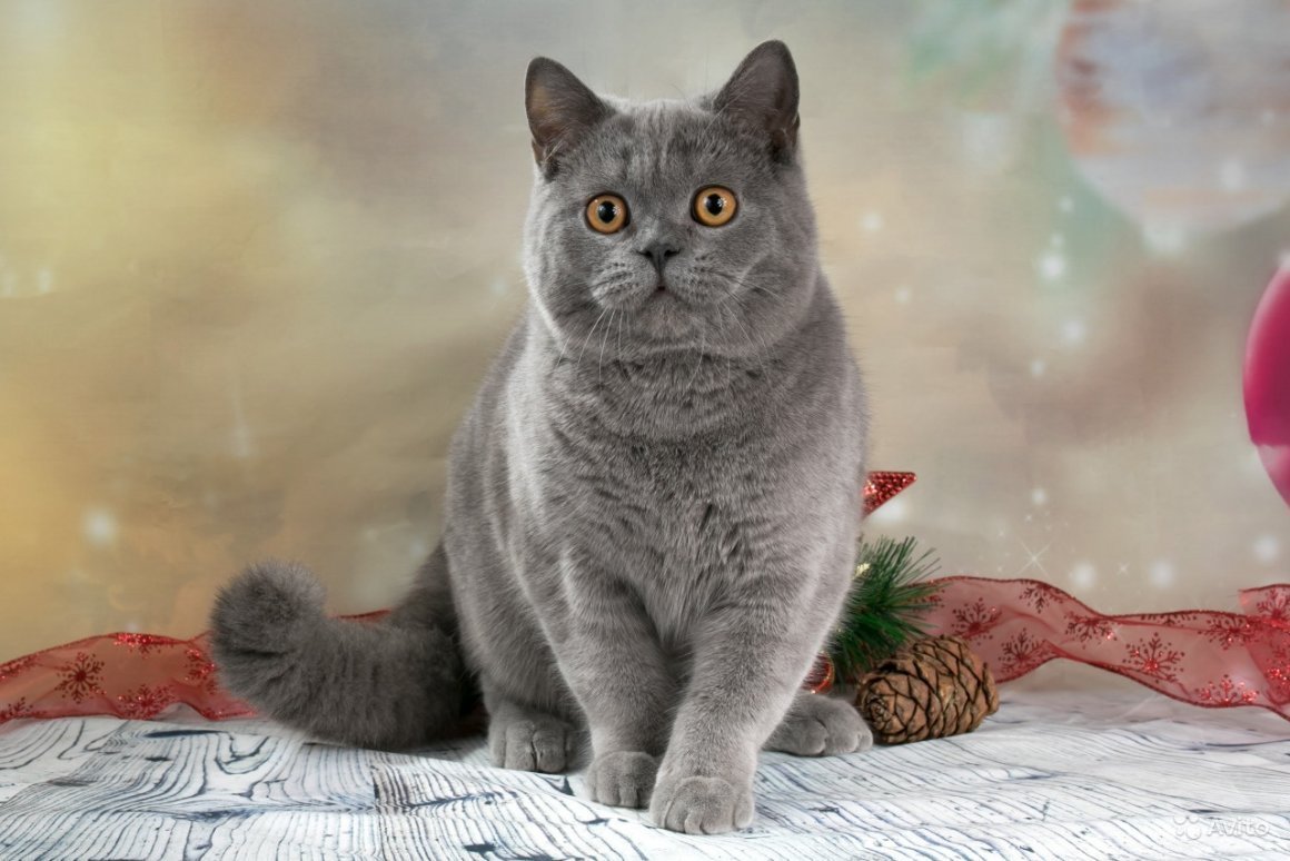 Шотландские котята скоттиш страйт