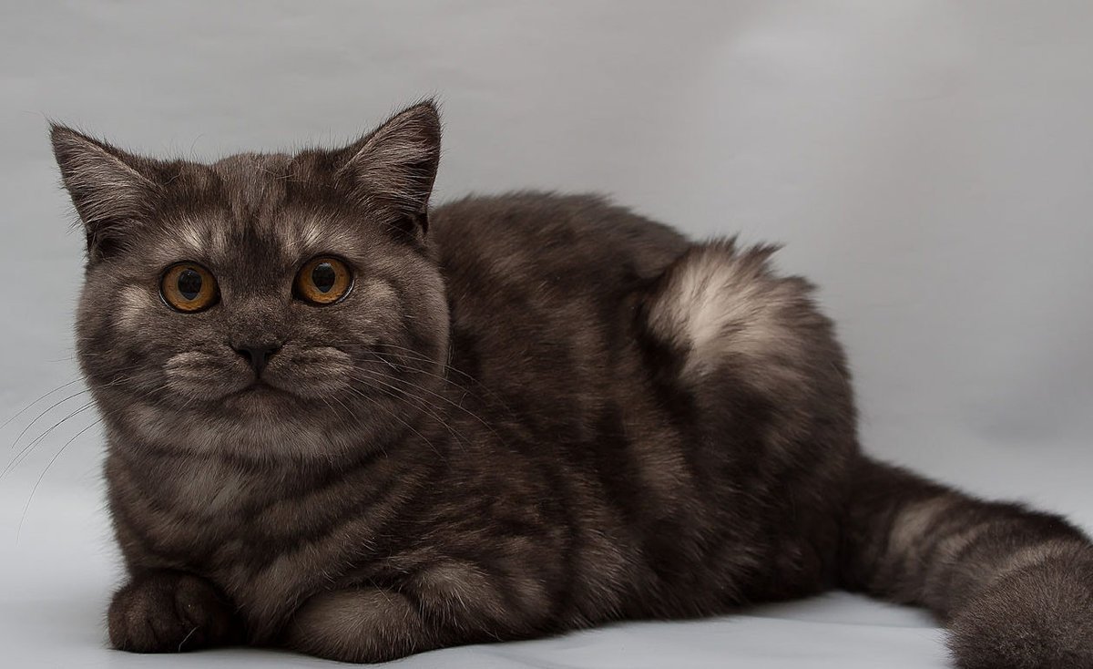 Шотландская вислоухая страйт