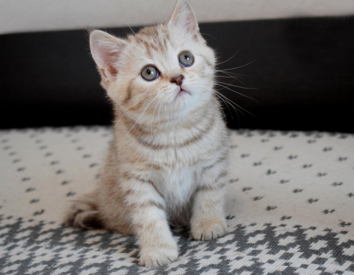 Скоттиш страйт