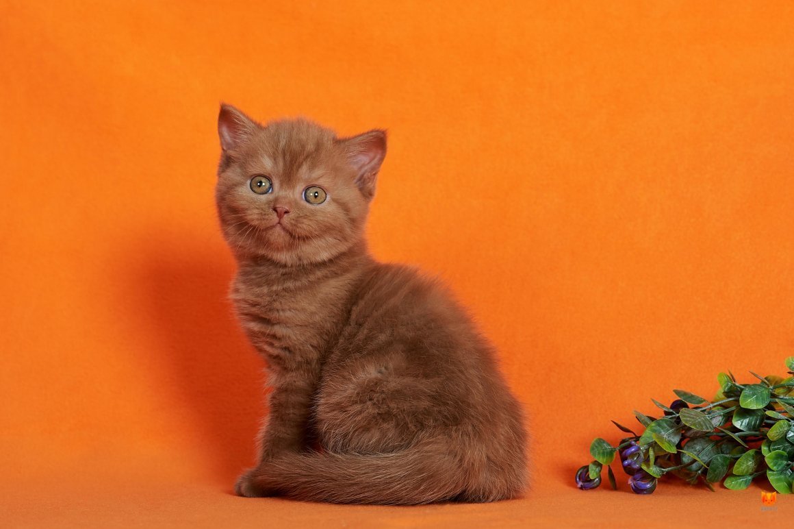 Шотландская прямоухая котенок