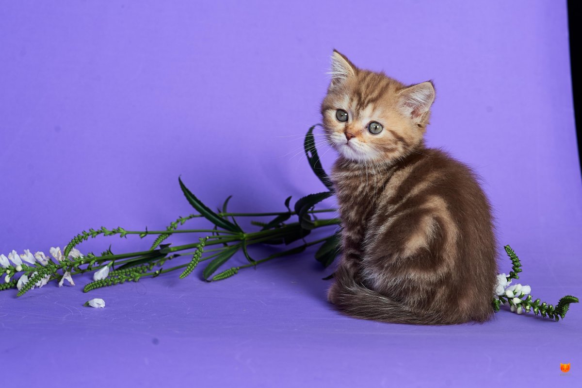 Скоттиш страйт