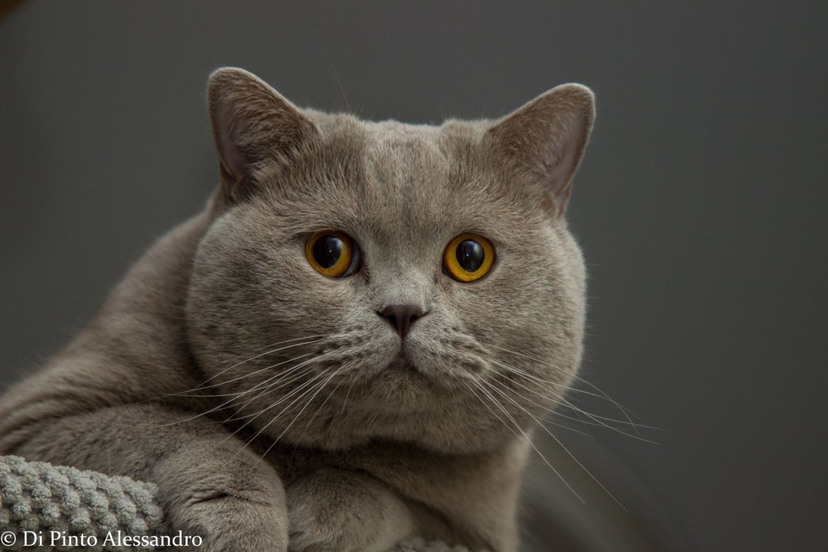 Шотландский скоттиш страйт мраморный