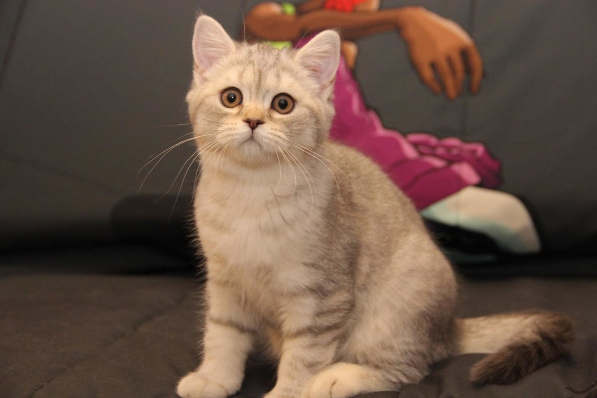 Шотландская кошка прямоухая