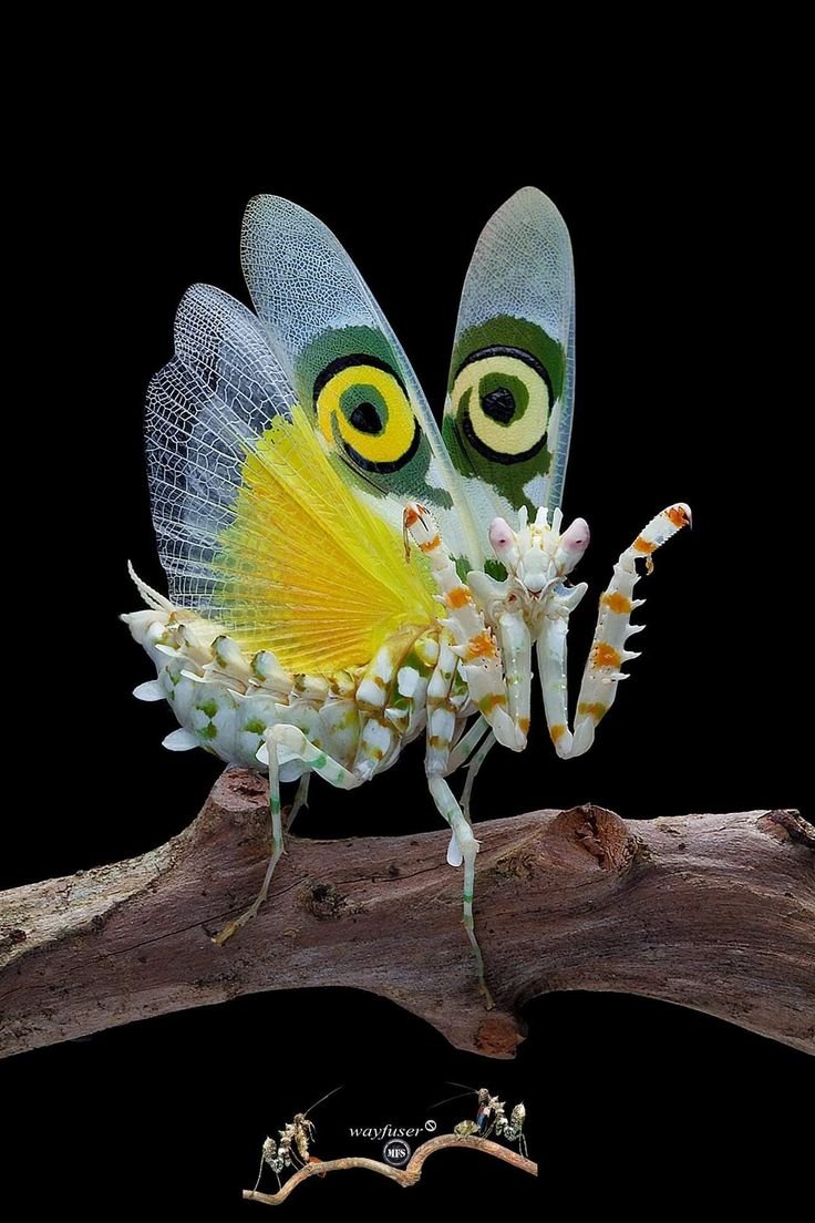 Красивый богомол