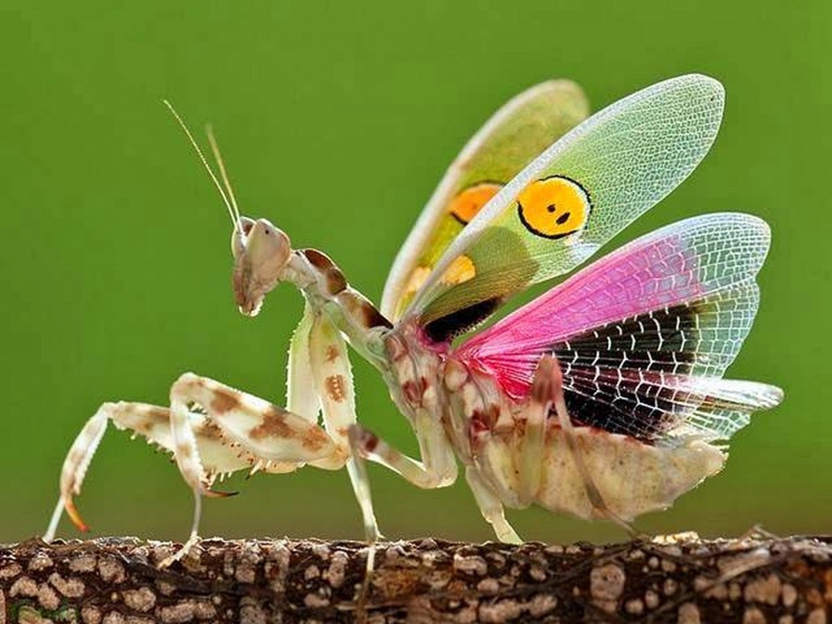 Богомол бабочка. Богомол Creobroter meleagris. Богомол Pseudocreobotra wahlbergii. Индийский цветочный богомол (Creobroter gemmatus). Индийский цветочный богомол (Creobroter pictipennis).