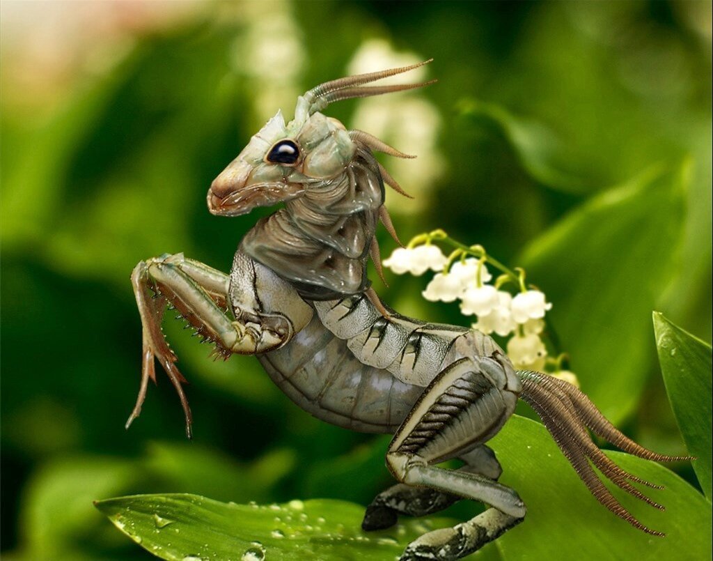 Бразильская Горбатка (Bocydium globulare)