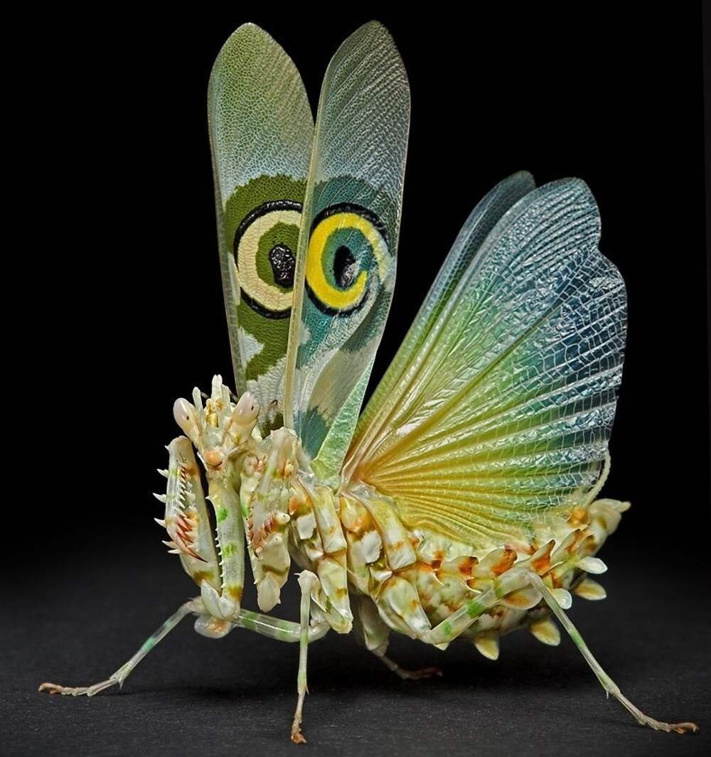 Богомол Hymenopus coronatus