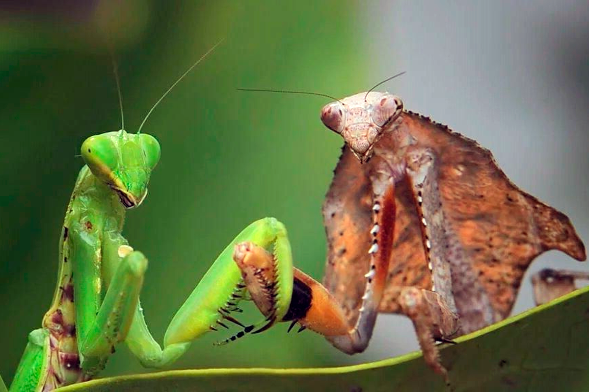 Ischnomantis Gigas богомол