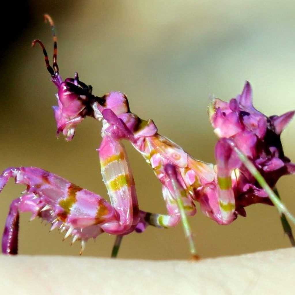 Мадагаскарский богомол