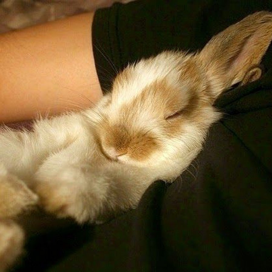 Кролик на ручках