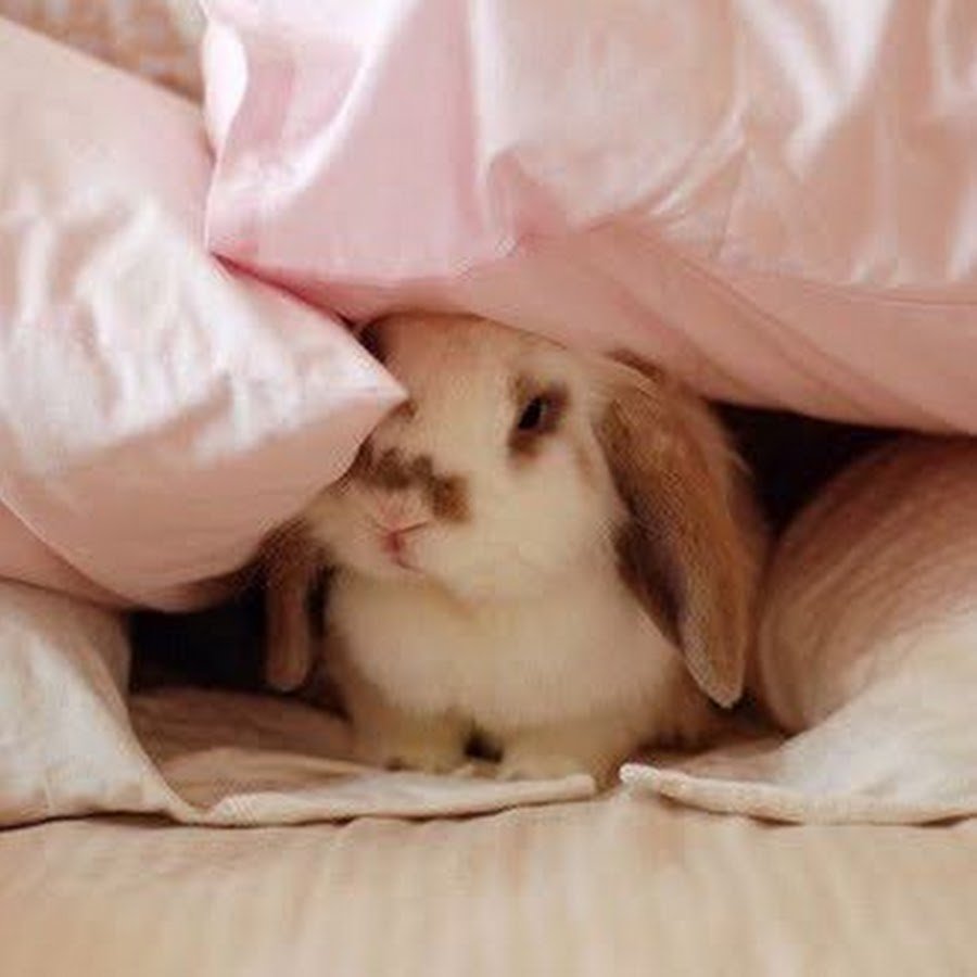Кролик на кровати