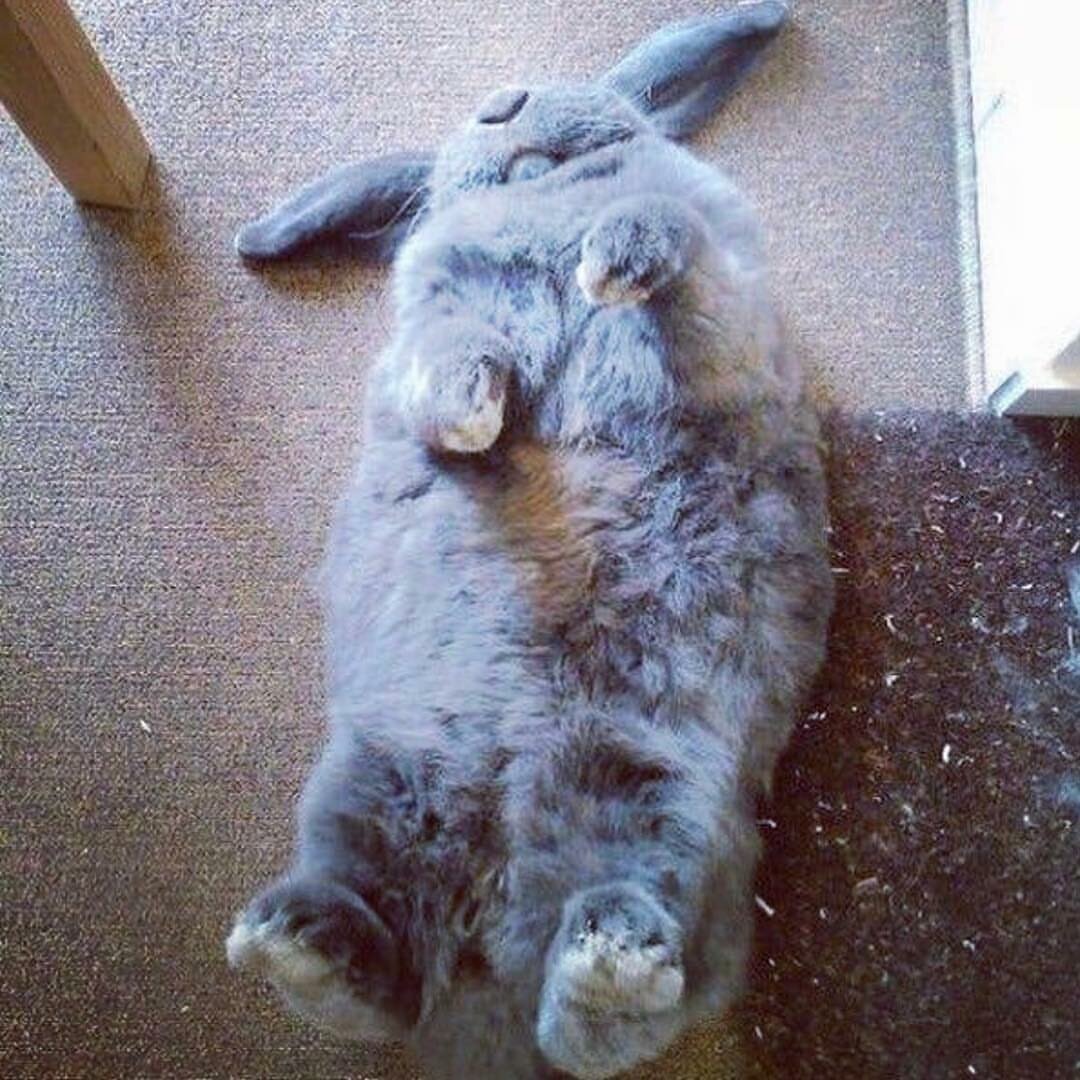 Пухлый заяц