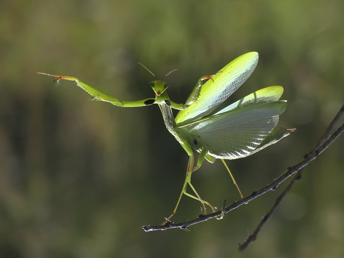 Богомол обыкновенный летает