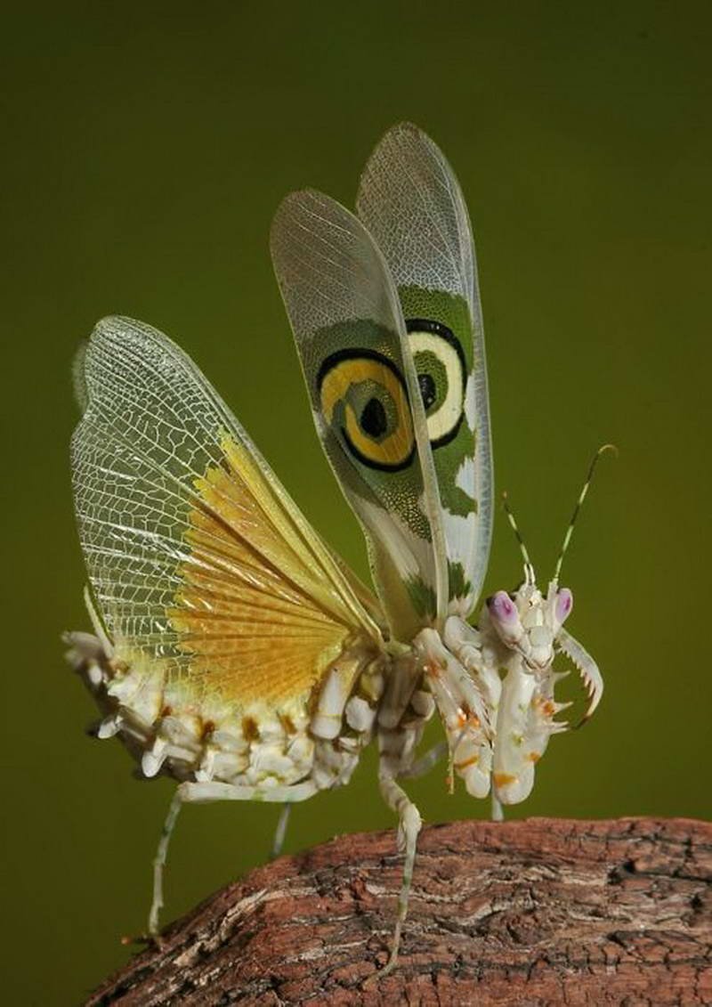 Земляной богомол