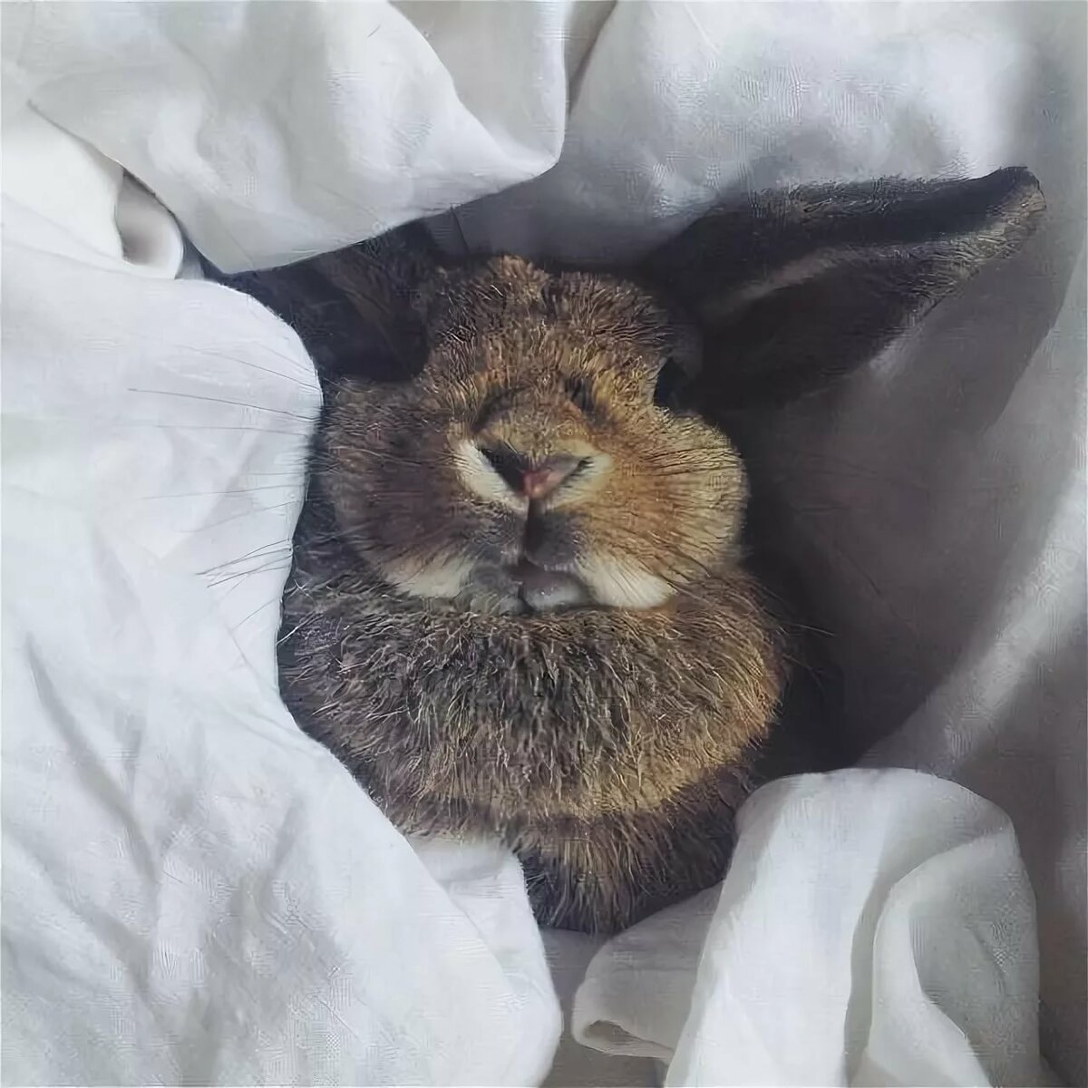 Маленький белый кролик