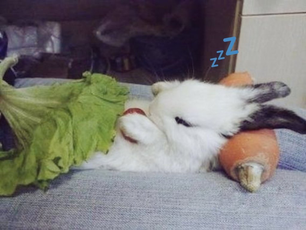 Спокойной ночи кролик