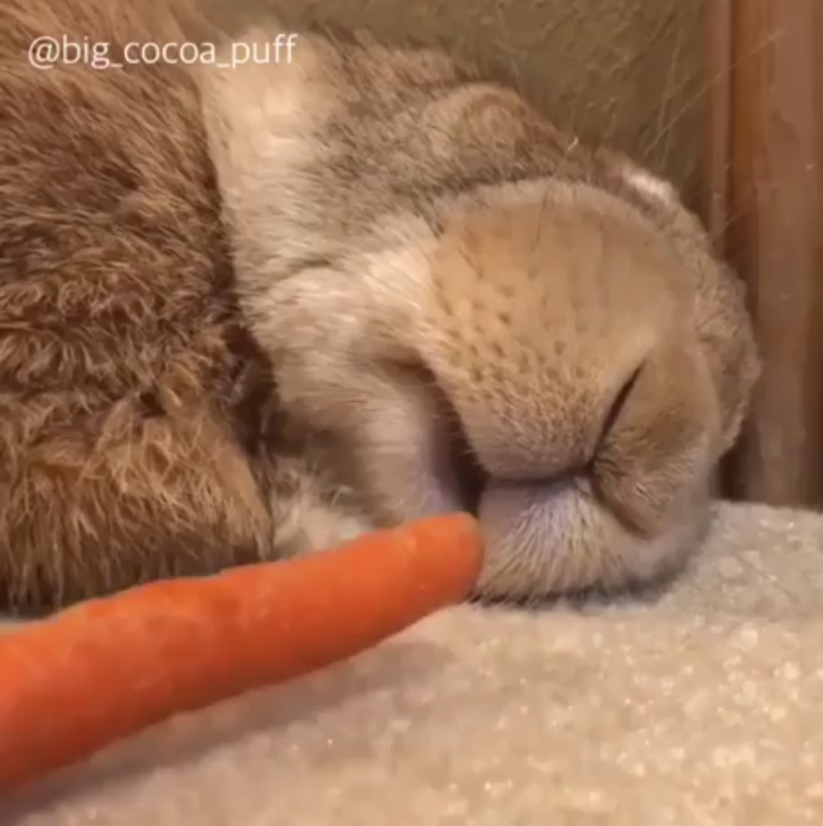 Зайчик спит с морковкой